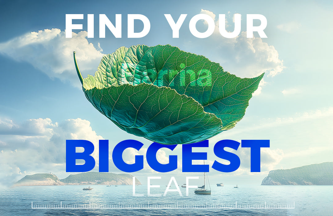 Barrina Contest Announcement: "Find the Largest Plant Leaf"