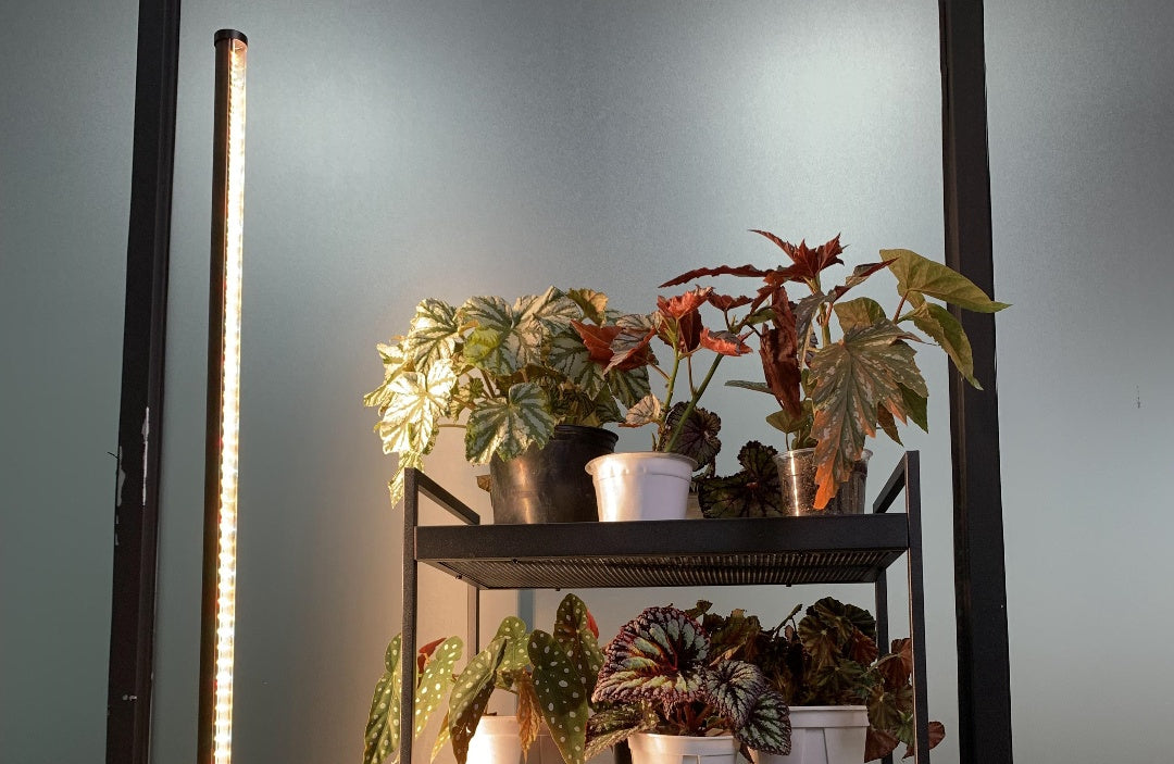 Unveiling the Necessity of Side Lighting for Plant