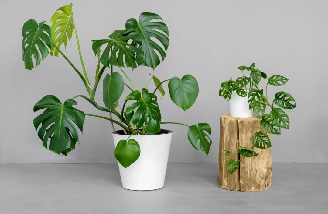 Enhancing Your Indoor Oasis with the Perfect LED Grow Light for Monstera - Barrina led