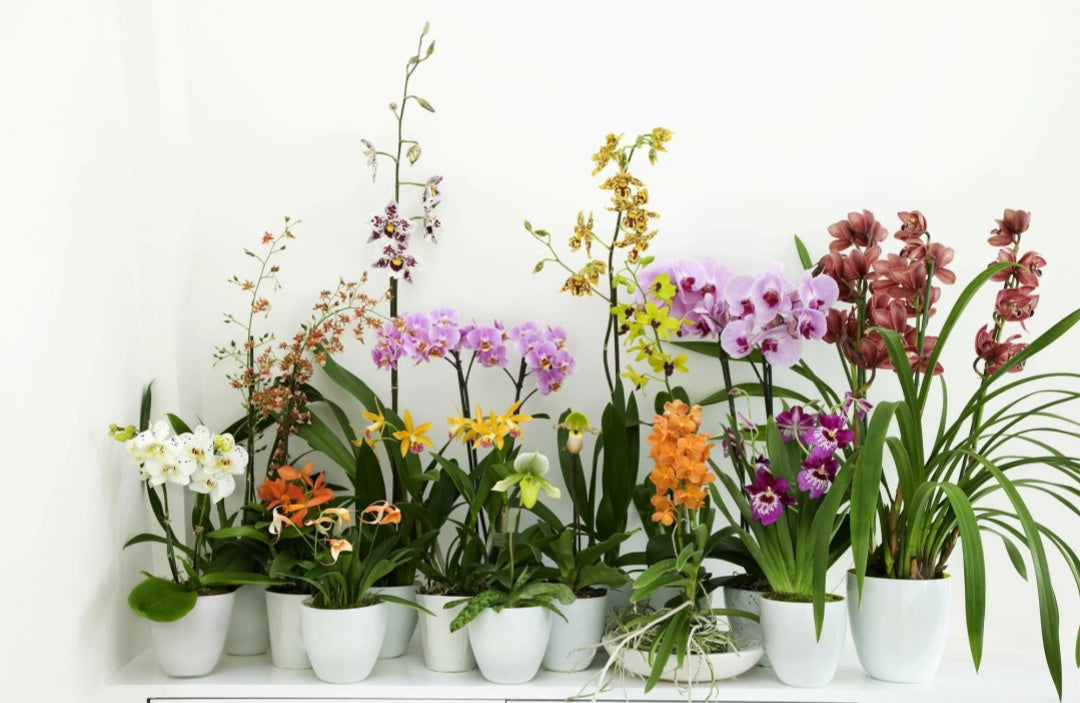 The Ultimate Guide to Caring for Flowering Plants and Choosing the Best LED Grow Lights---(1)