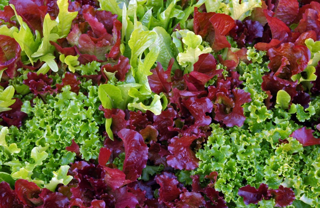 Determination of the Effects of Different LED Light Sources on the Growth and Quality of Red Leaf Lettuce
