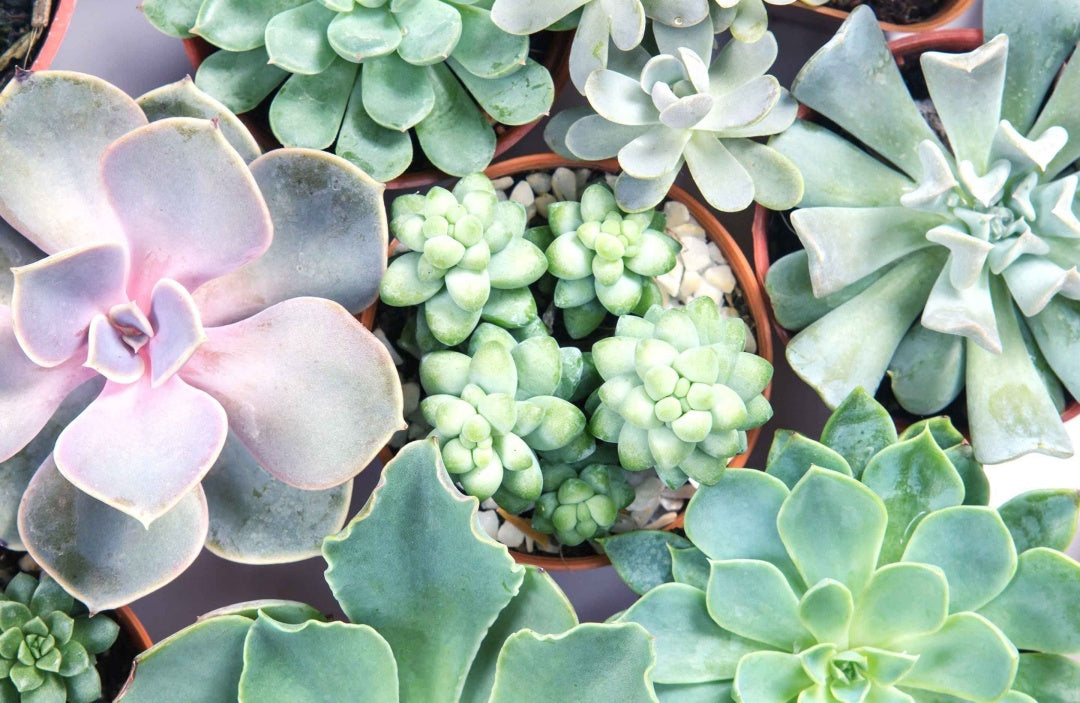 Choosing LED Grow Light for Your Succulents to Over Winter