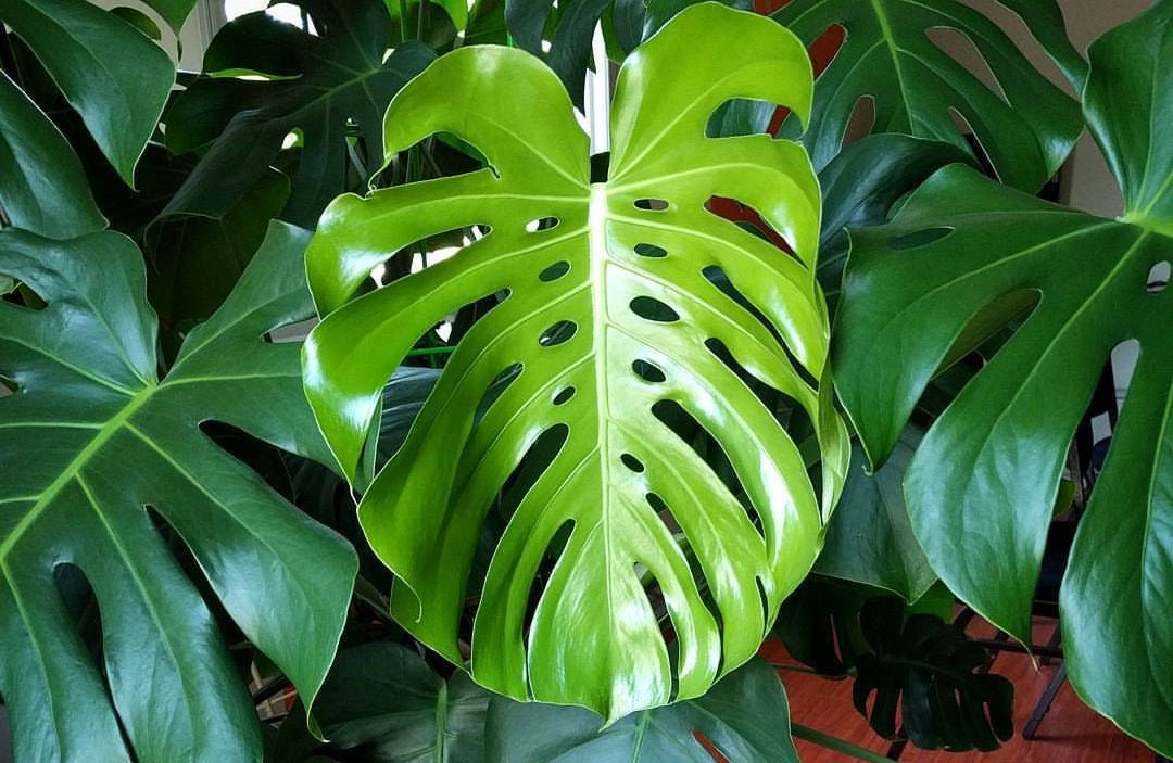 The Impact of Light Intensity on the Leaf Opening of Monstera Deliciosa - Barrina led