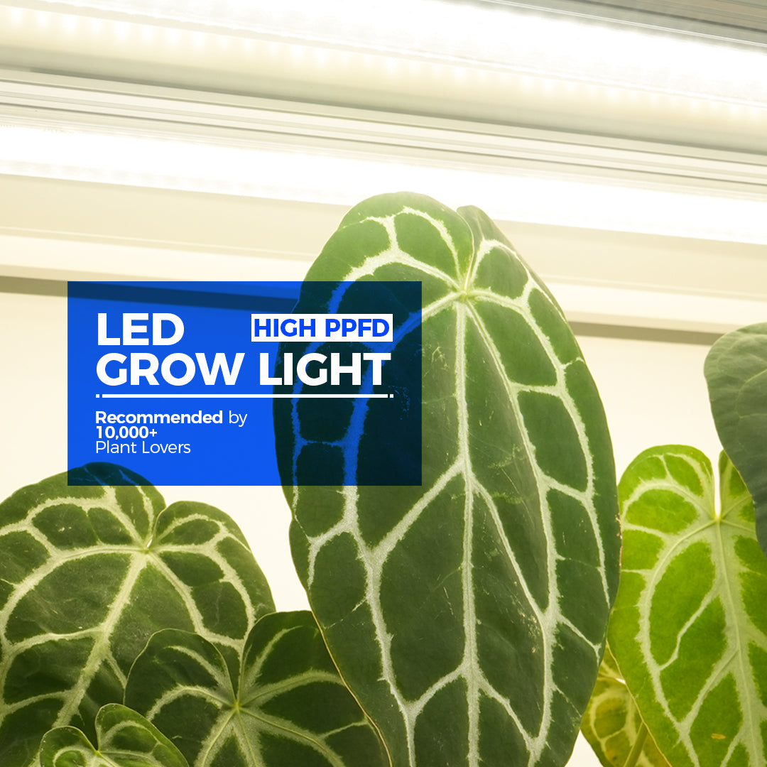 LED Grow Light - High PPFD - Barrina - Recommended by 10000+ Plant Lovers