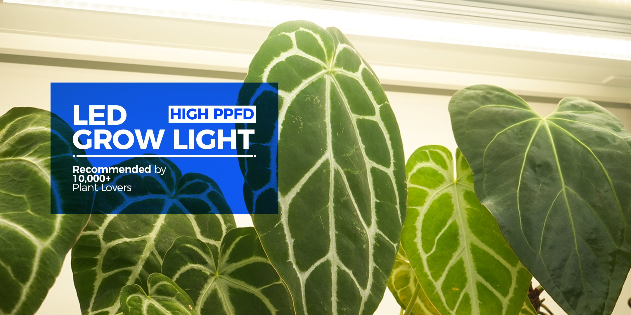 LED Grow Light - High PPFD - Barrina - Recommended by 10000+ Plant Lovers