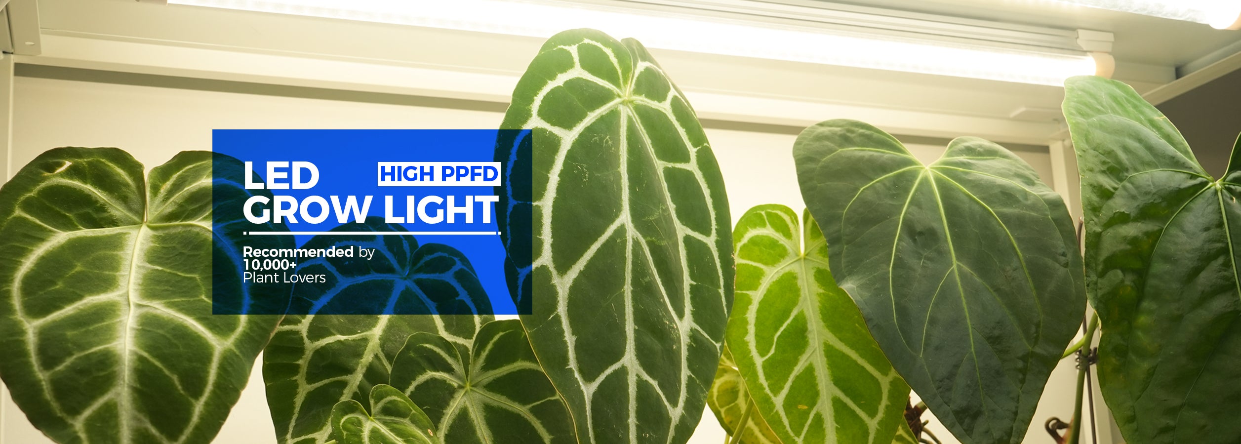 HOME-TOP-led grow light