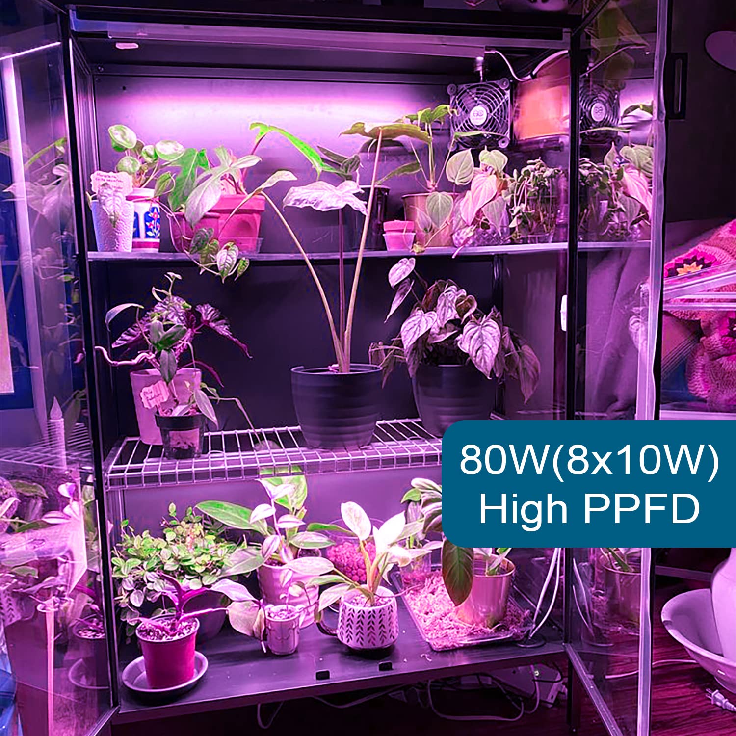T5 LED Grow Light,2FT,10W,Pink,Full Spectrum,8 Packs,MF10(FZ)